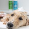Groom a dog with allergies with hypoallergeic shampoo condition. Golden retriever getting a bath.